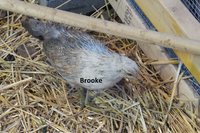 Brooke 20180705_195347.jpg