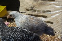 Brooke 20180705_195404.jpg
