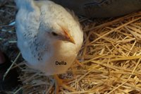 Della 20180705_195254.jpg