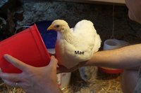 Mae 20180705_200106.jpg