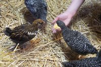 Mara 20180705_195109.jpg