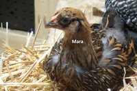 Mara 20180705_200017.jpg
