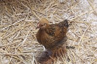 Goldy 20180705_200312.jpg