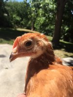 Peckerina.JPG