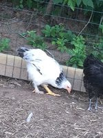 9D7A39C6-AF79-4FAA-8058-F116E329B052.jpeg