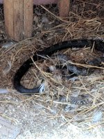 snake in coop.jpg