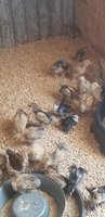 20180707_132645.jpg