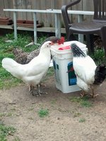 Chickies.jpg