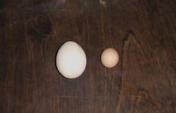 58800_fartegg.jpg 58800_fartegg.jpg