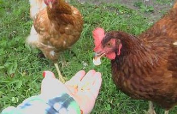 58800_eatingoutofmyhand.jpg 58800_eatingoutofmyhand.jpg