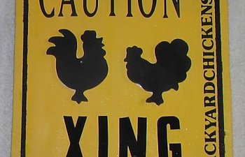 58800_chickenxing.jpg 58800_chickenxing.jpg