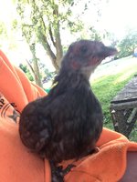E6786C80-BA5C-492F-98BD-18B1AD17012A.jpeg