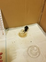 20180708_121743.jpg
