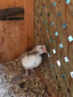 white belly 2.jpg white belly 2.jpg