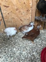 white belly and chub.jpg white belly and chub.jpg