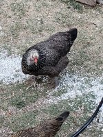 Resized_20180707_185234.jpg