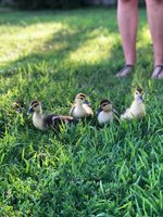 duckies.jpg