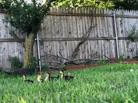 duckies 2.jpg