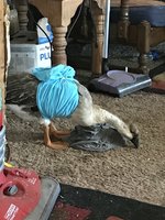 E18908A6-25E2-486E-9EF0-58F741DF0C7E.jpeg