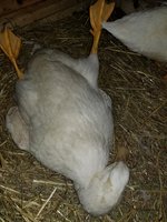 20180709_205749.jpg