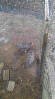 IMG_20180709_200335.jpg