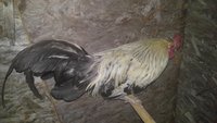 IMG_20180709_231111.jpg