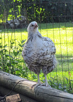 blue laced 10 weeks.jpg