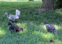 Troubles chicks.jpg