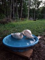 20180710_052025.jpg