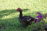 Dad Duck #6.jpg