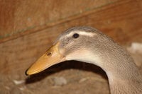DSC07806.JPG