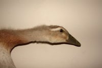 DSC07913.JPG