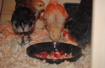 94364_chickens_strawberries_062311.jpg 94364_chickens_strawberries_062311.jpg