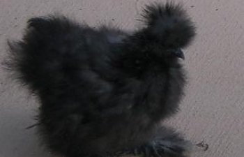 36252_silkie.jpg 36252_silkie.jpg