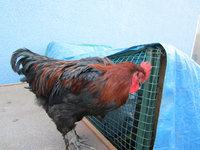 Cockerel Side.jpg