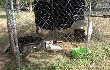 Couldn't resist, Emergency housing for Muscovy Duck FamilyS