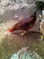 IMG_20180707_103350.jpg