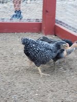 20180625_191800.jpg