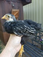 20180711_175803.jpg