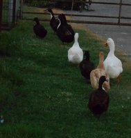 animals and garden 055.JPG animals and garden 055.JPG
