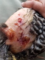 JAMES DEAM WOUND 1.jpg