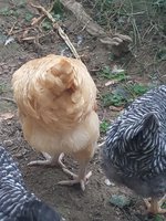 20180715_113545.jpg