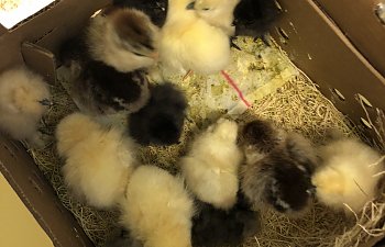 Cackle hatchery silkies