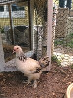 37D73422-2160-45EF-9D88-522FAD0E12F3.jpeg