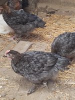 20180715_100231.jpg