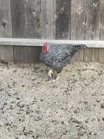 IMG_3119.jpeg