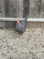 IMG_3120.jpeg