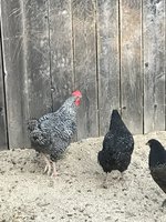 IMG_3117.jpeg