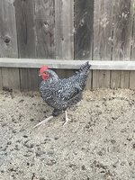 IMG_3121.jpeg