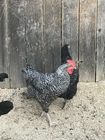 IMG_3118.jpeg